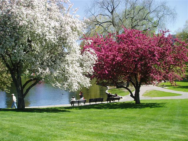 Boston Public Garden in the spring